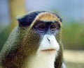 Debrazzas Monkey